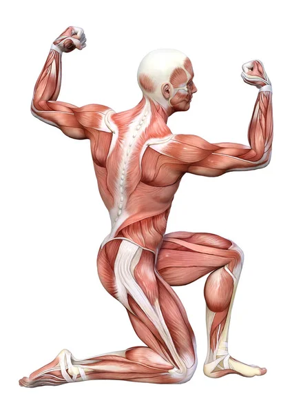 Återgivning Manlig Figur Med Muskelkartor Isolerade Vit Bakgrund — Stockfoto