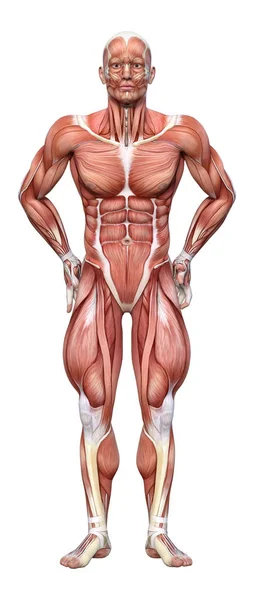 Rendering Male Figure Muscle Maps Isolated White Background — Stock Photo, Image