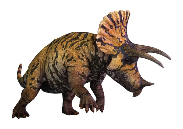 Рендерінг Динозаврів Triceratops Ізольовані Білому Тлі — стокове фото