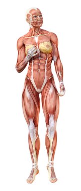 Beyaz arka planda izole edilmiş kas haritaları olan üç boyutlu bir kadın figürü