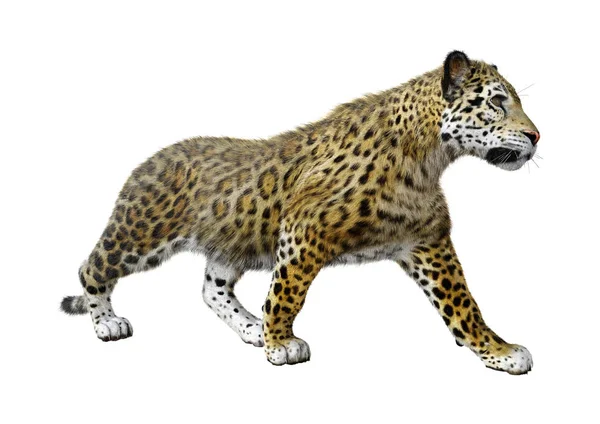 Weergave Van Een Grote Kat Jaguar Geïsoleerd Witte Achtergrond — Stockfoto