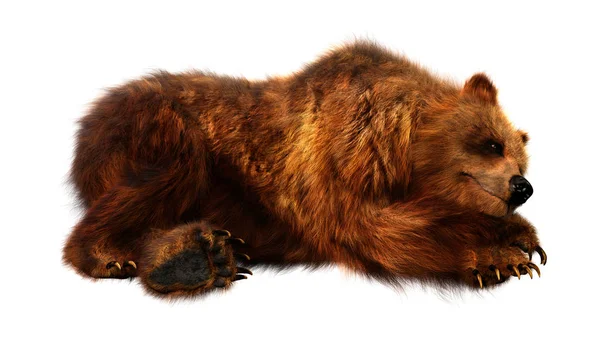 白地に隔離された褐色のクマの3Dレンダリング — ストック写真