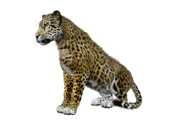 Weergave Van Een Grote Kat Jaguar Geïsoleerd Witte Achtergrond — Stockfoto