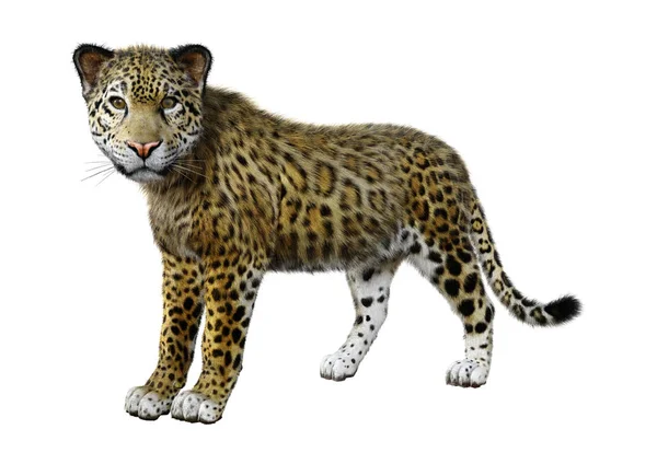 Rendering Stor Katt Jaguar Isolerad Vit Bakgrund — Stockfoto