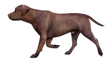 Beyaz arka plan üzerinde izole kahverengi labrador köpek 3D render