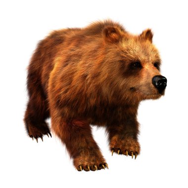 Beyaz arkaplanda izole edilmiş bir kahverengi ayının 3B görüntülemesi