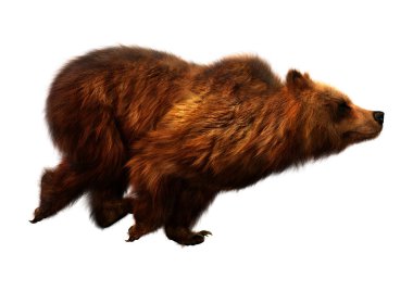 Beyaz arkaplanda izole edilmiş bir kahverengi ayının 3B görüntülemesi