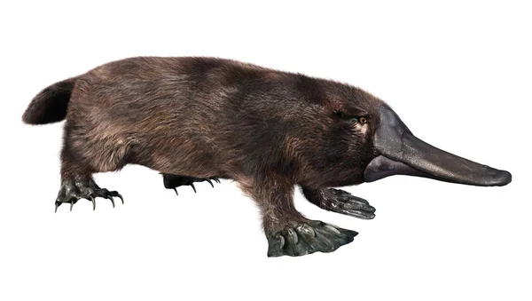 Rendering Platypus Eller Fötterna Anatinus Isolerad Vit Bakgrund — Stockfoto