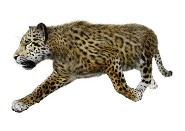 Darstellung Eines Raubkatzen Jaguars Isoliert Auf Weißem Hintergrund — Stockfoto