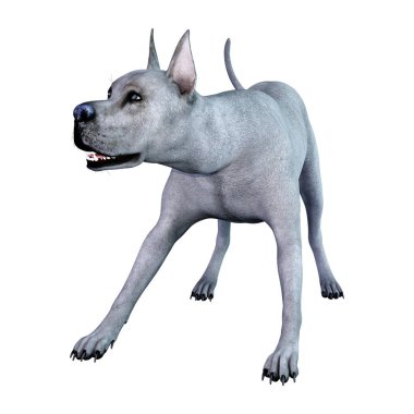 Beyaz arka plan üzerinde izole mavi bir Danua köpek 3D render