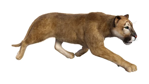 Weergave Van Een Grote Kat Puma Geïsoleerd Witte Achtergrond — Stockfoto