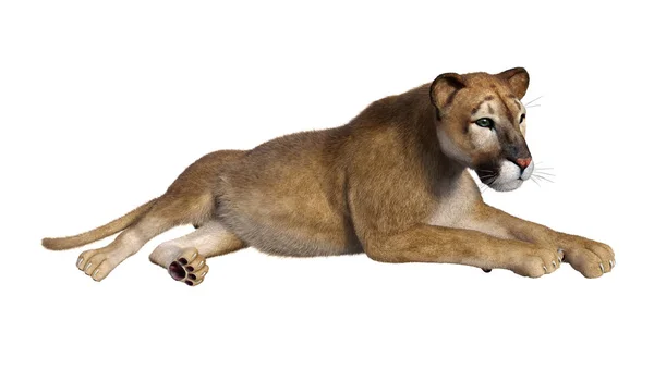 Rendering Stor Katt Puma Isolerad Vit Bakgrund — Stockfoto