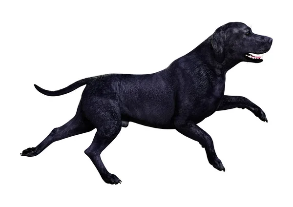 Renderização Cão Labrador Preto Isolado Fundo Branco — Fotografia de Stock