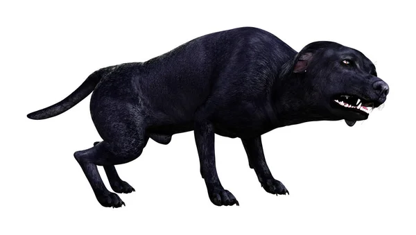 Weergave Van Een Zwarte Labrador Hond Geïsoleerd Witte Achtergrond — Stockfoto
