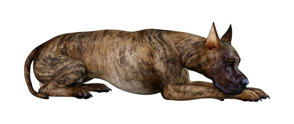 Rendering Brindle Great Dane Dog Isolated White Background — Stock Photo, Image