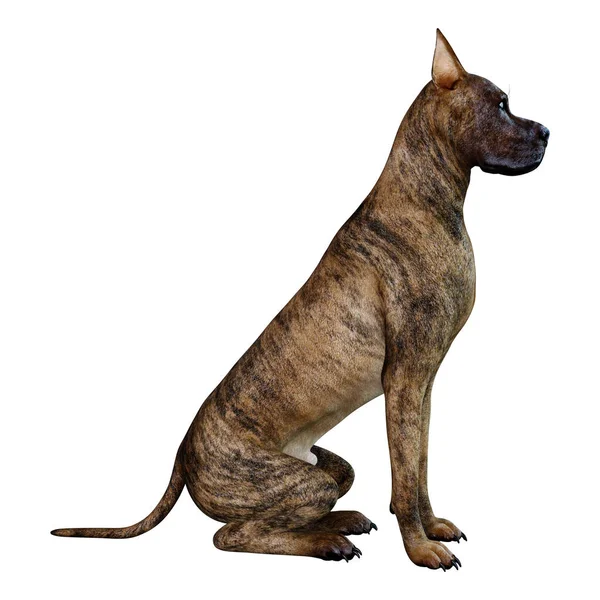 Rendering Brindle Danois Hund Isolerad Vit Bakgrund — Stockfoto