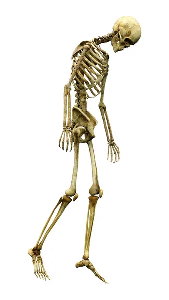 Darstellung Eines Menschlichen Skeletts Isoliert Auf Weißem Hintergrund — Stockfoto