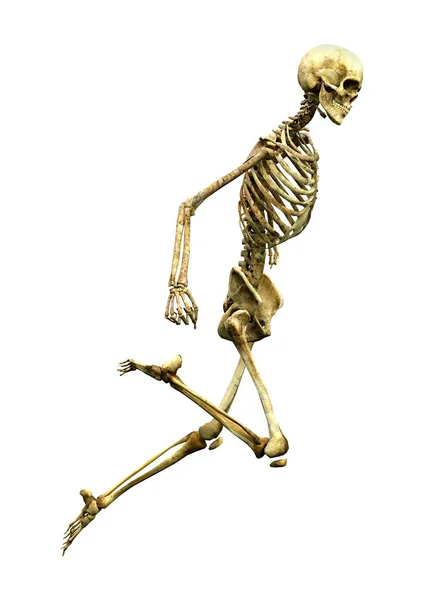 Darstellung Eines Menschlichen Skeletts Isoliert Auf Weißem Hintergrund — Stockfoto