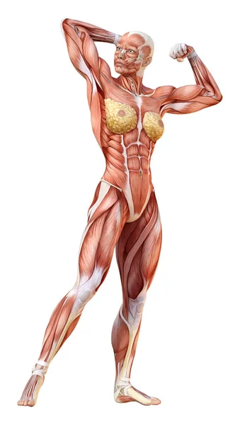 Rendering Female Figure Muscle Maps Isolated White Background — Stock Photo, Image