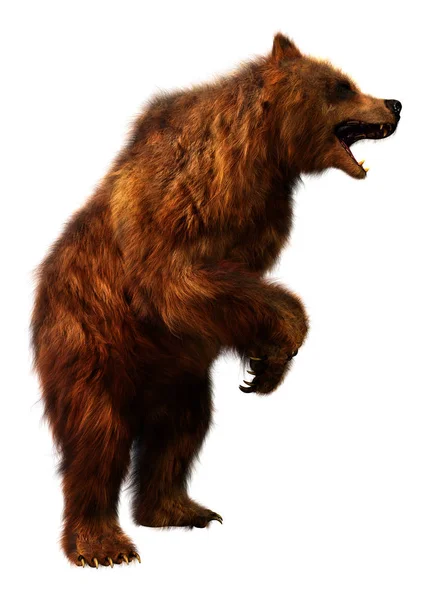 Beyaz arkaplanda izole edilmiş bir kahverengi ayının 3B görüntülemesi