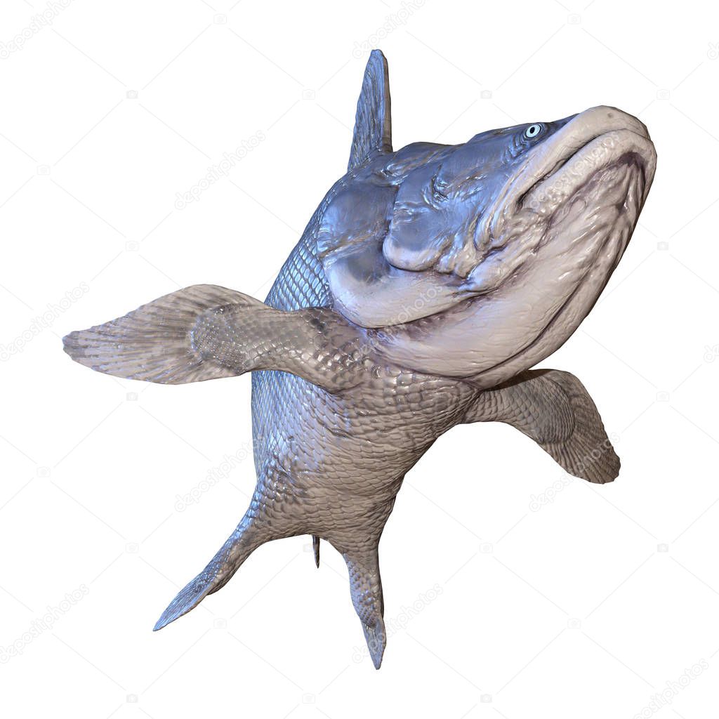 3D rendering of a Mawsonia, an extinct genus of prehistoric coelacanth fish isolated on white background