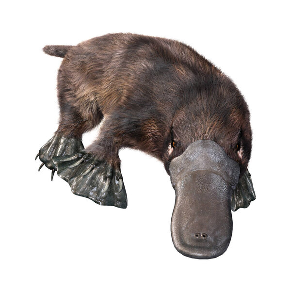 3D rendering of a platypus or Ornithorhynchus anatinus isolated on white background