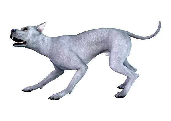 Rendering Blue Great Dane Dog Isolated White Background — Stock Photo, Image