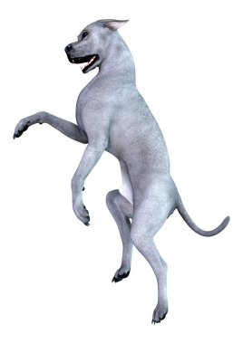 Beyaz arka plan üzerinde izole mavi bir Danua köpek 3D render