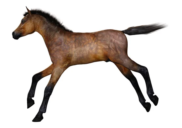 Rendering Puledro Cavallo Isolato Sfondo Bianco — Foto Stock