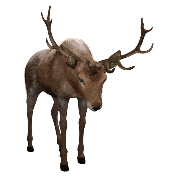 Rendering Male Deer Isolated White Background — Stock Photo, Image