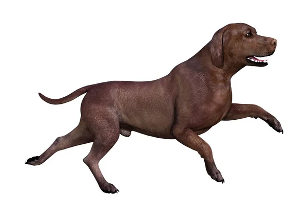 Weergave Van Een Bruine Labrador Hond Geïsoleerd Witte Achtergrond — Stockfoto
