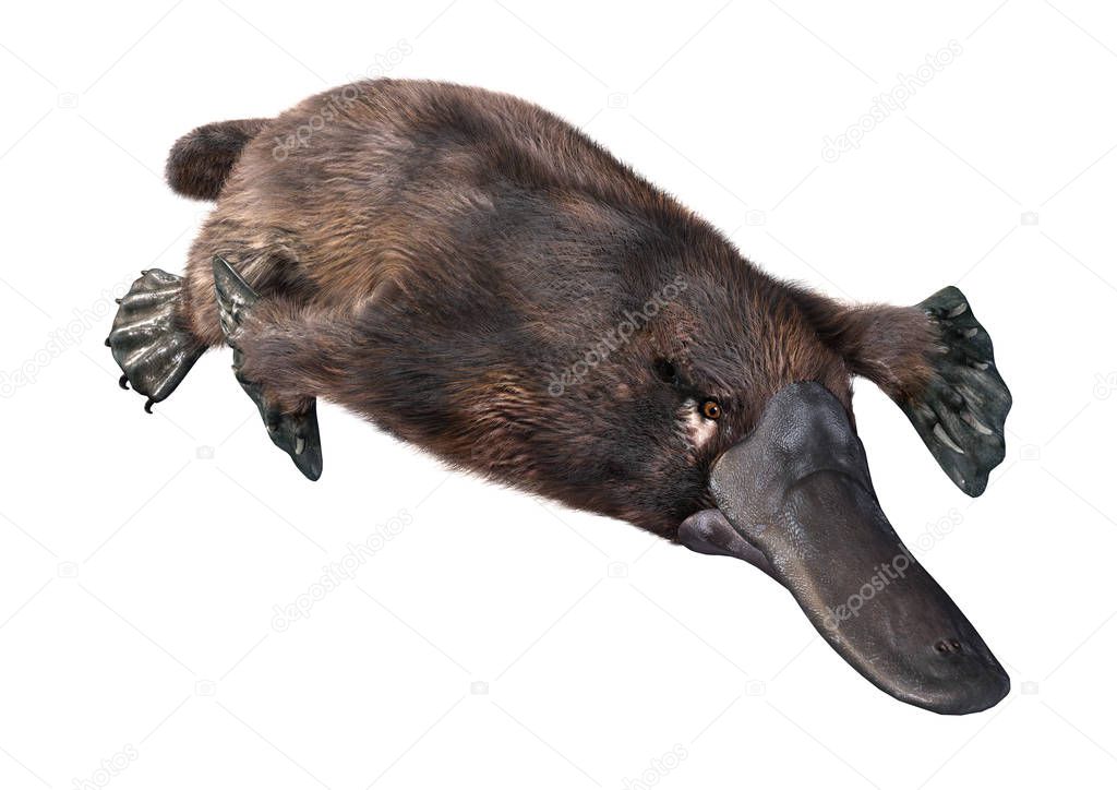 3D rendering of a platypus or Ornithorhynchus anatinus isolated on white background