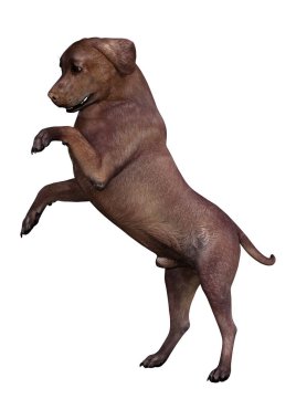 Beyaz arka plan üzerinde izole kahverengi labrador köpek 3D render