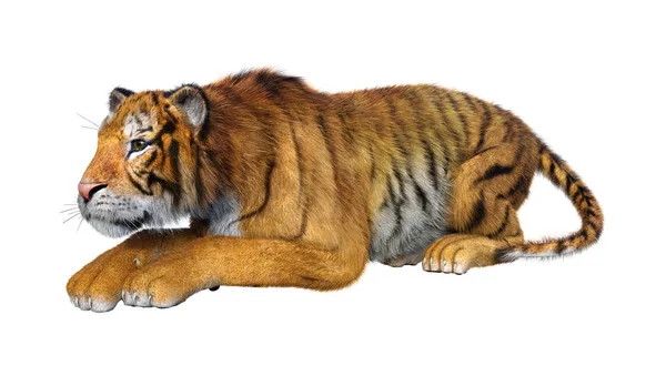 Rendering Big Cat Tiger Isolated White Background — Stock Photo, Image