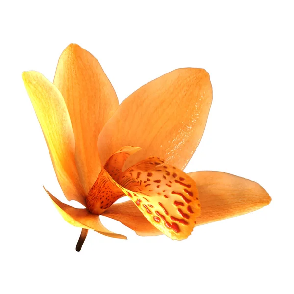 Rendu Une Fleur Orchidée Sauvage Jaune Isolé Sur Fond Blanc — Photo