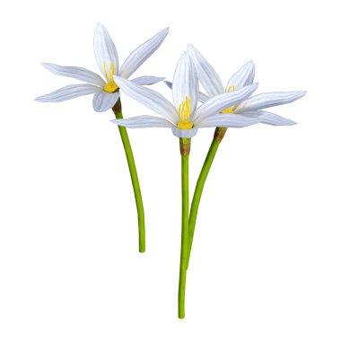 Beyaz arka plan üzerinde izole Zephyranthes çiçek 3D render