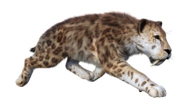 Kılıç dişli kaplanın 3 boyutlu görüntüsü beyaz arkaplanda izole edilmiş.