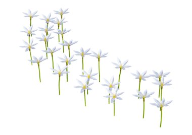 Beyaz arka plan üzerinde izole Zephyranthes çiçek 3D render