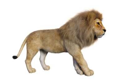 Beyaz arka planda izole edilmiş bir erkek aslanın 3 boyutlu görüntüsü