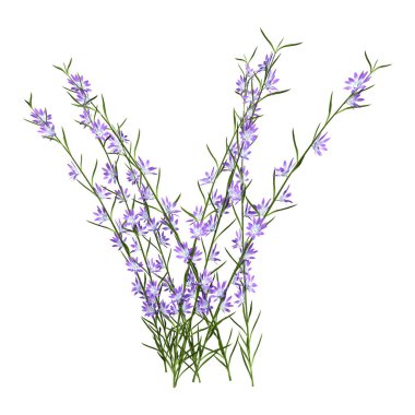 Beyaz arka plan üzerinde izole Papatya alan çiçek 3D render