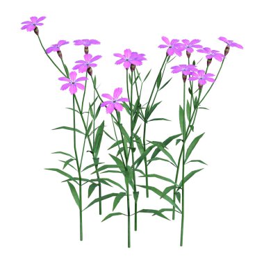 Beyaz arka plan üzerinde izole karanfil çiçek 3D render