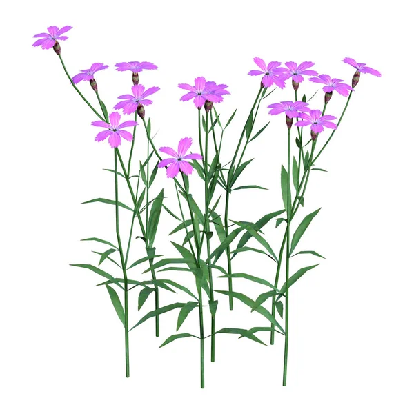Rendering Dianthus Virágok Elszigetelt Fehér Background — Stock Fotó