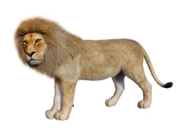 Weergave Van Een Mannelijke Leeuw Geïsoleerd Witte Achtergrond — Stockfoto