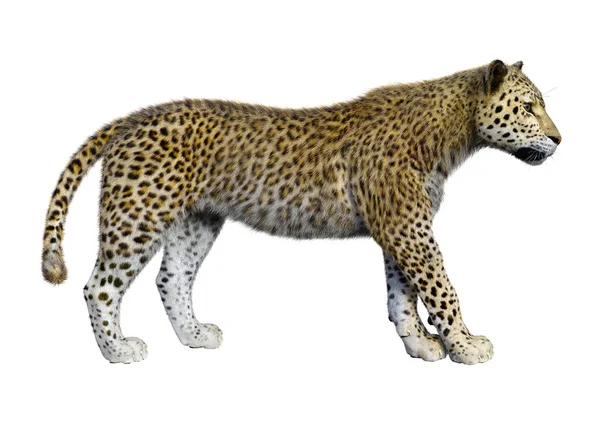 Rendering Grande Leopardo Gatto Isolato Sfondo Bianco — Foto Stock