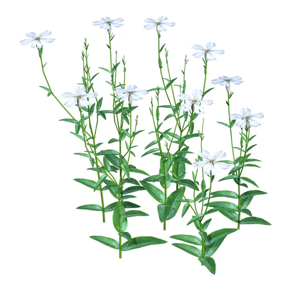 Rendering Van Silene Latifolia Bos Bloemen Geïsoleerd Witte Achtergrond — Stockfoto