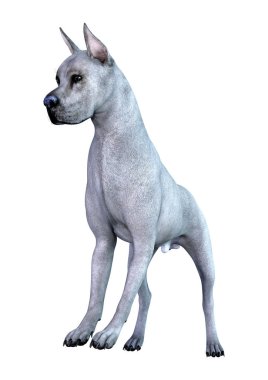 Beyaz arka plan üzerinde izole mavi bir Danua köpek 3D render