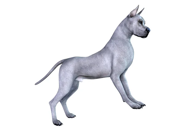 Representación Perro Azul Great Dane Aislado Sobre Fondo Blanco — Foto de Stock