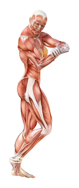 Rendering Female Figure Muscle Maps Isolated White Background — Stock Photo, Image