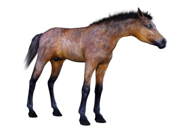 Beyaz arka plan üzerinde izole bir defne at tayı 3D render