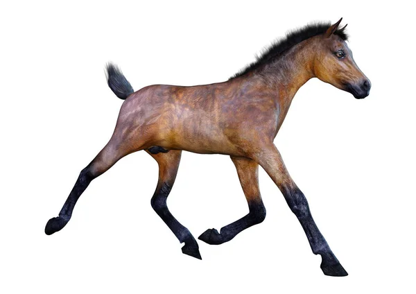 Darstellung Eines Braunen Pferdefohlens Isoliert Auf Weißem Hintergrund — Stockfoto